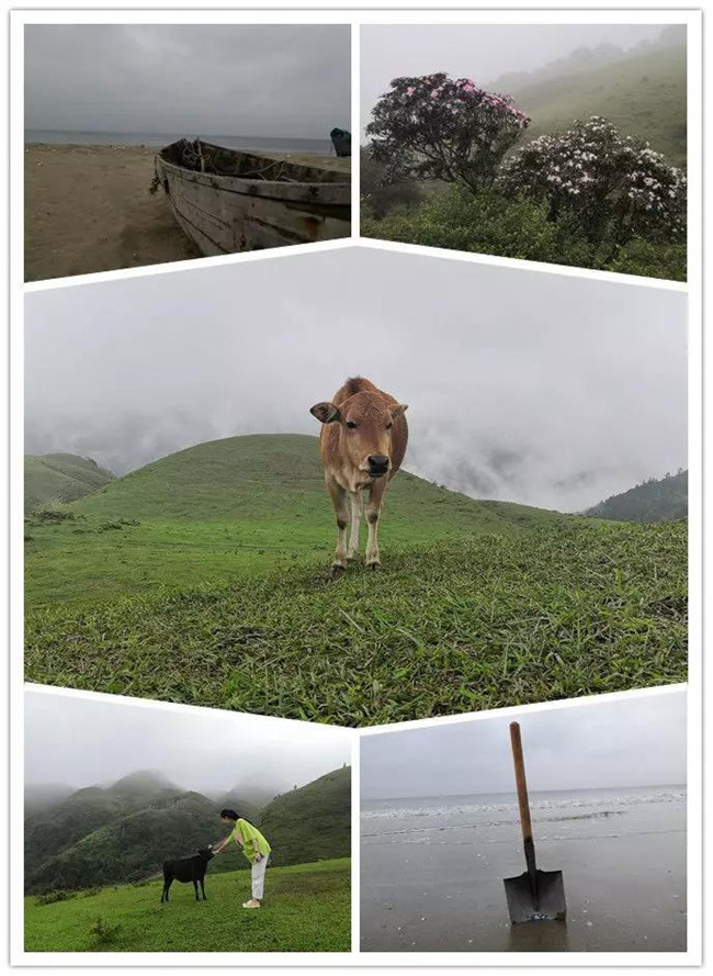 5月1日，陽西藍(lán)袍藍(lán)看海，陽春雞籠頂?shù)巧劫p高山杜鵑